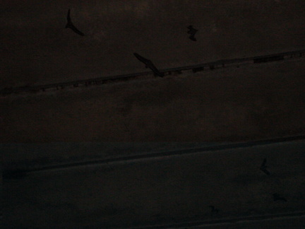 Pictures 083